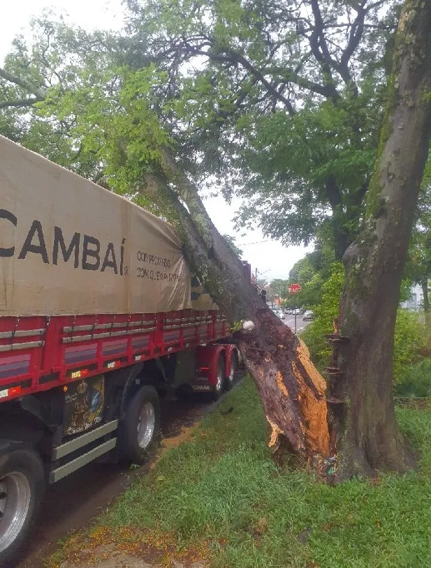 Árvore cai sobre carreta durante forte chuva em Toledo