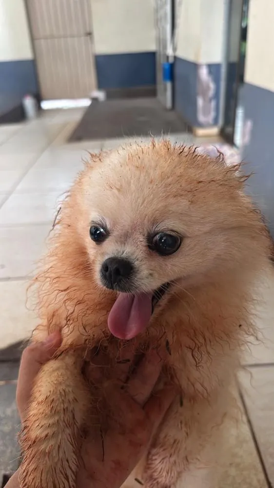 Cachorro da raça Lulu da Pomerânia aparece na Delegacia de Polícia Civil de Santa Helena
